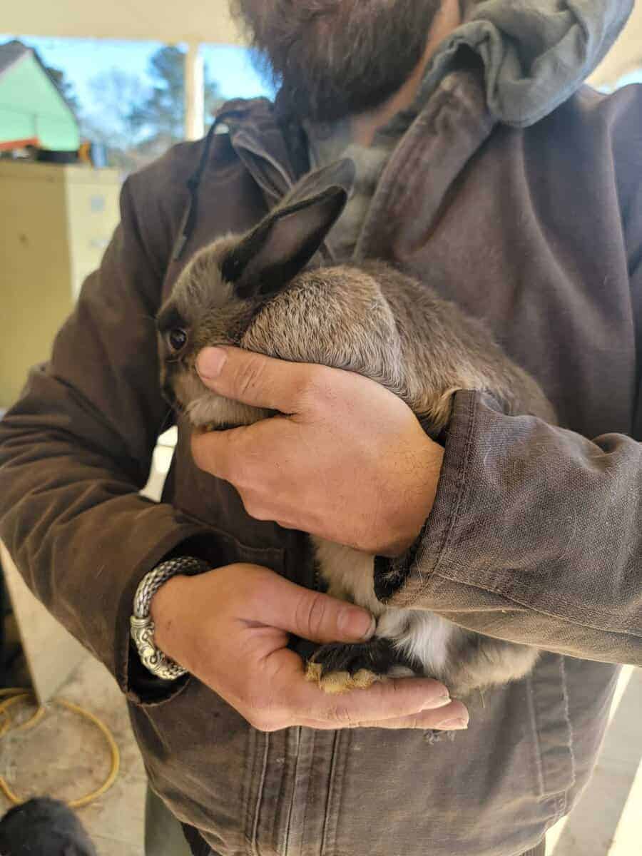 Bunnies image 5