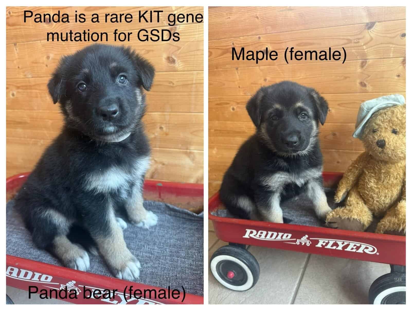 German Shepherd Puppies image 4