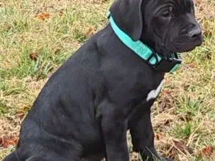 American Bandogg Pups