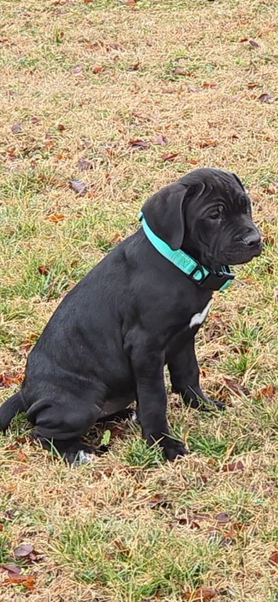 American Bandogg Pups image 1