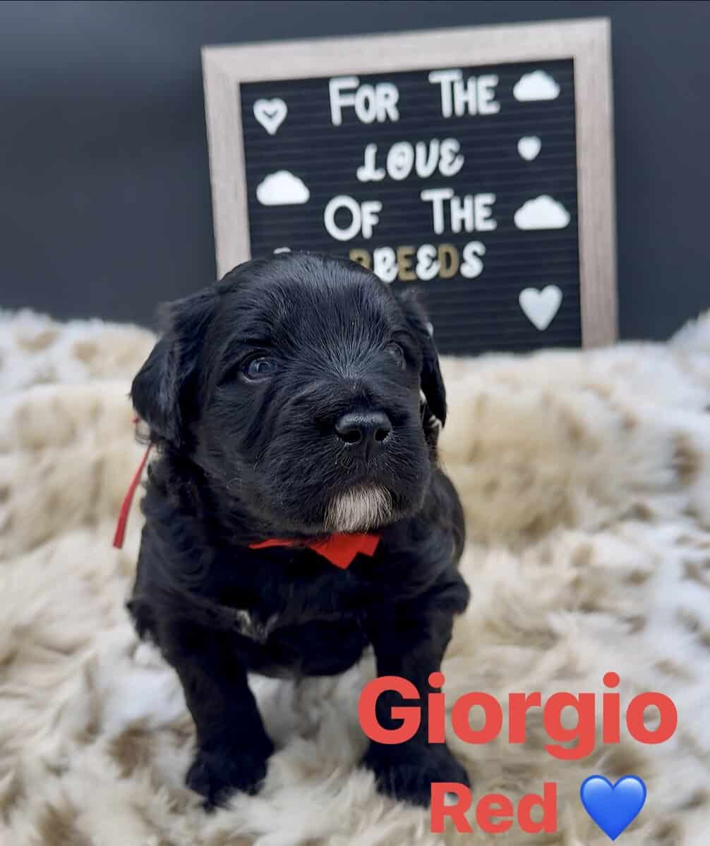 Goldendoodles image 3