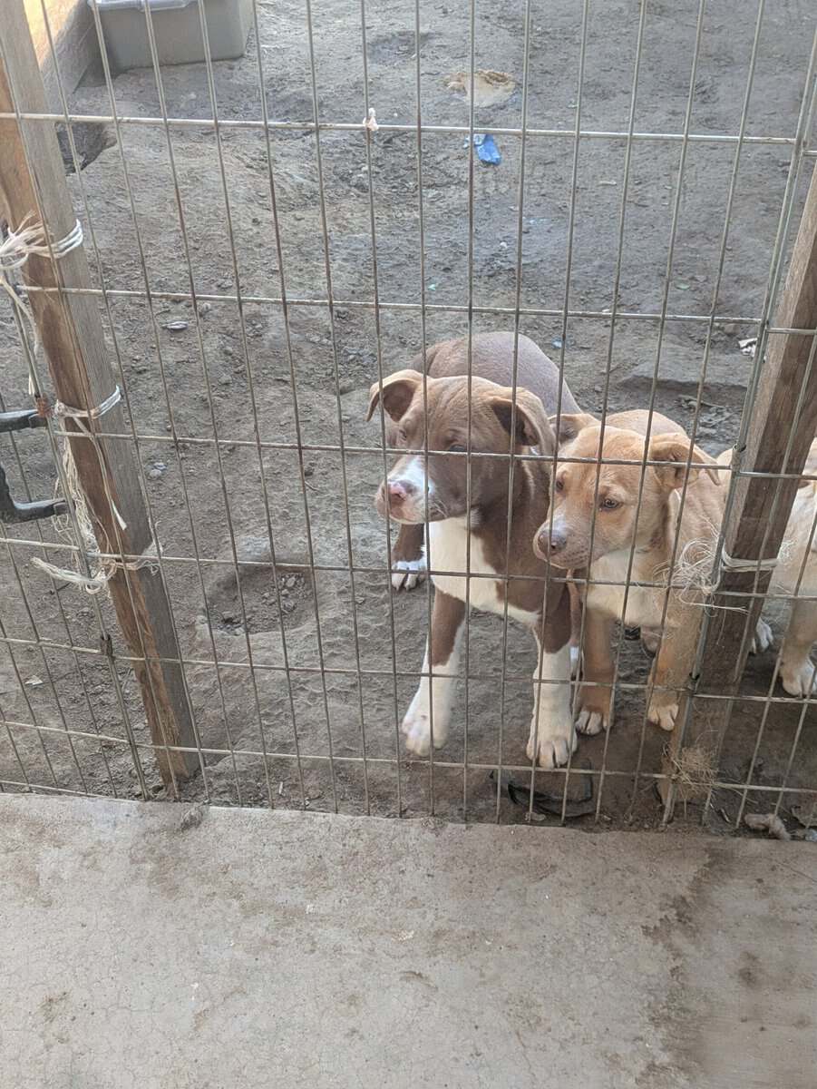 Puppies free to good home image 3