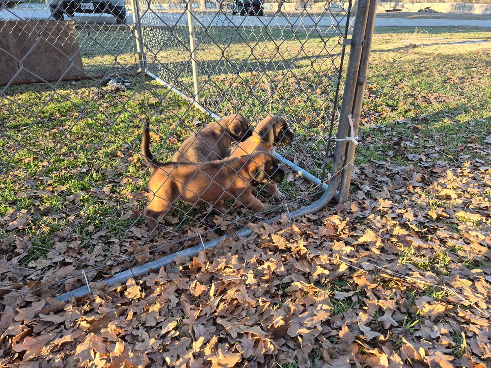 Mastiff image 14