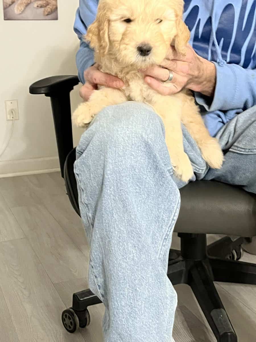 4 golden doodle puppies image 8