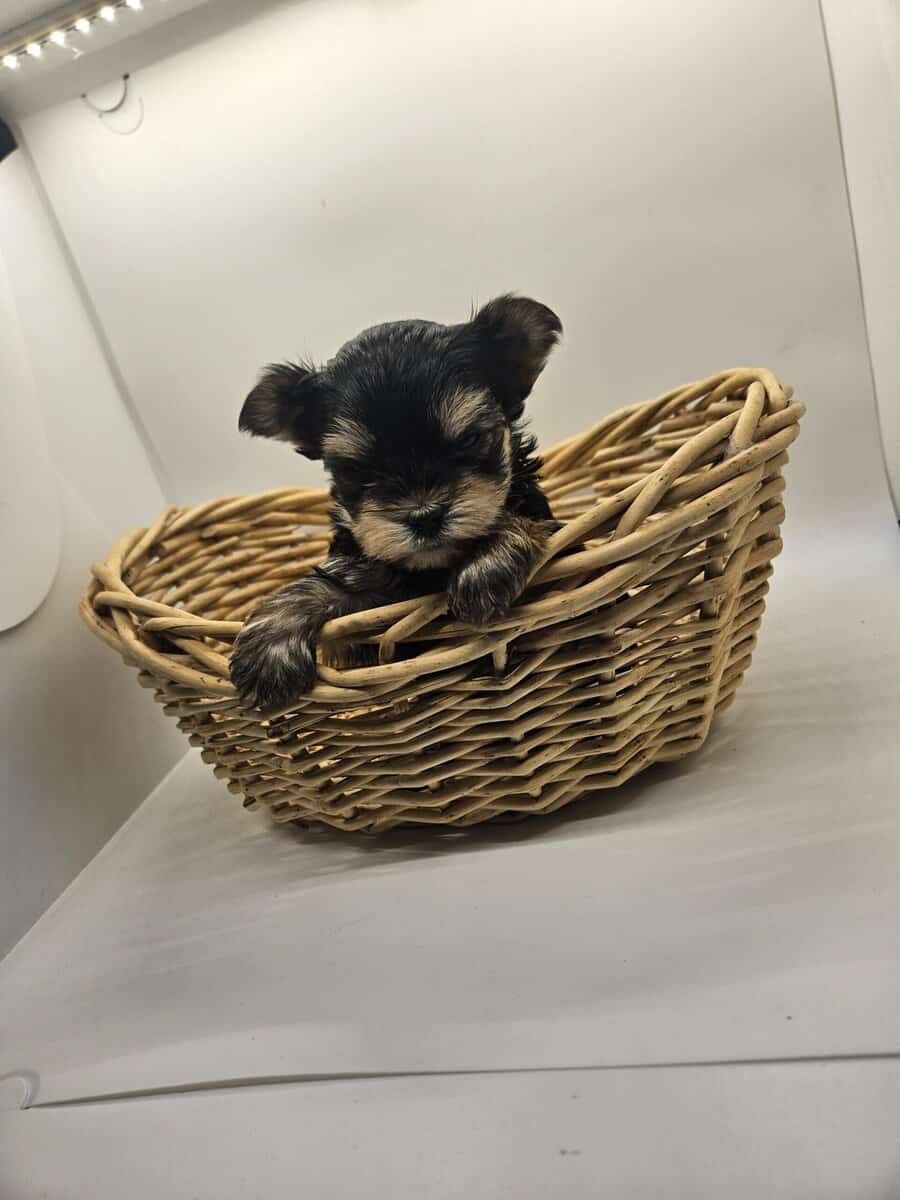 Tiny male yorkie pups tcup size image 3