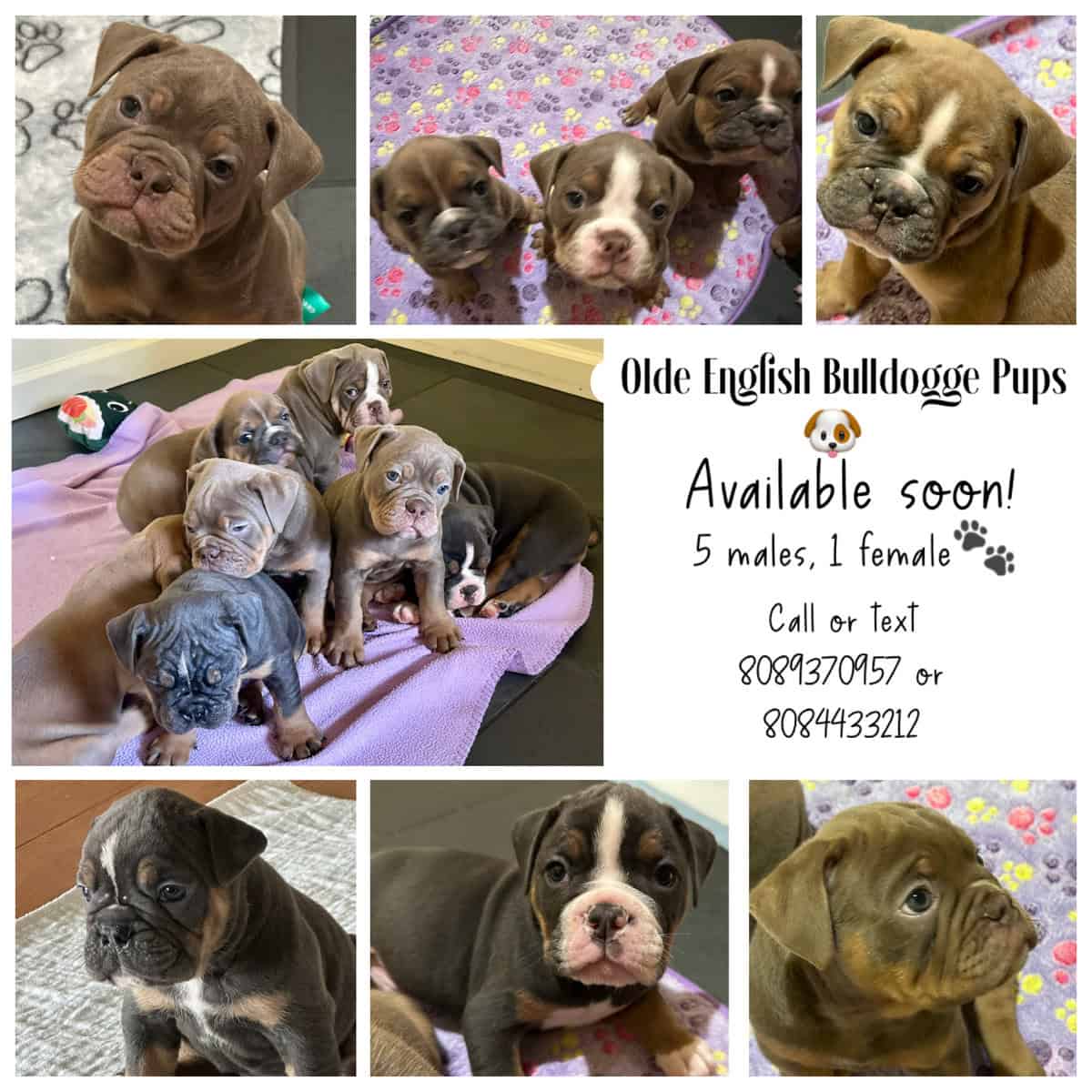 Olde English Bulldogge Pups Available Soon! image 2