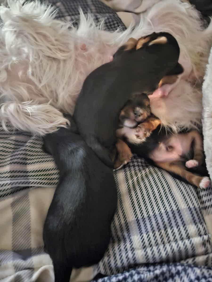 Yorkie puppies image 2