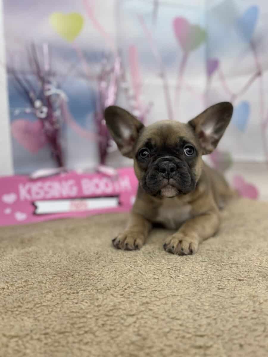 Blue Fawn French Bulldogs image 2