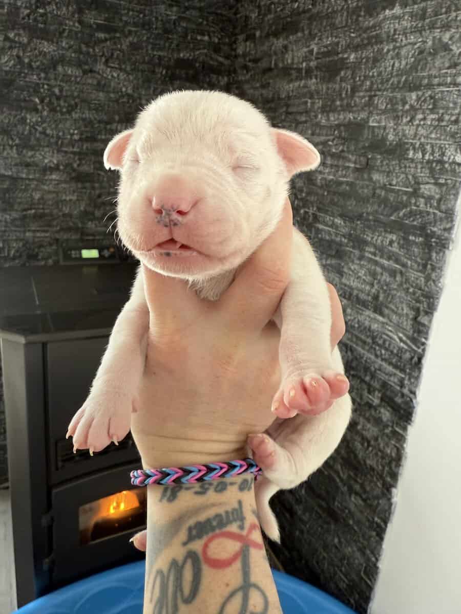 Akc dogo argentino puppies image 4