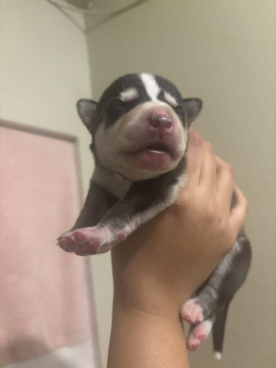 Alaskan Husky puppies image 3