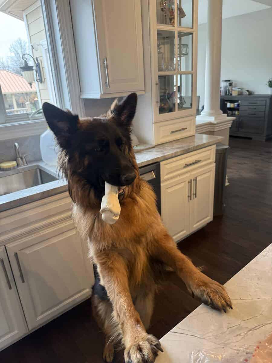 Purebred Champion German Shepherd image 12