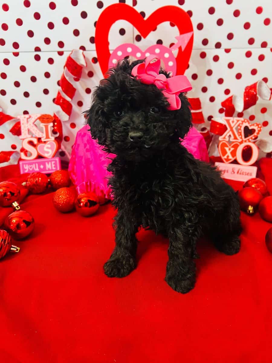 Mini Poodle image 3