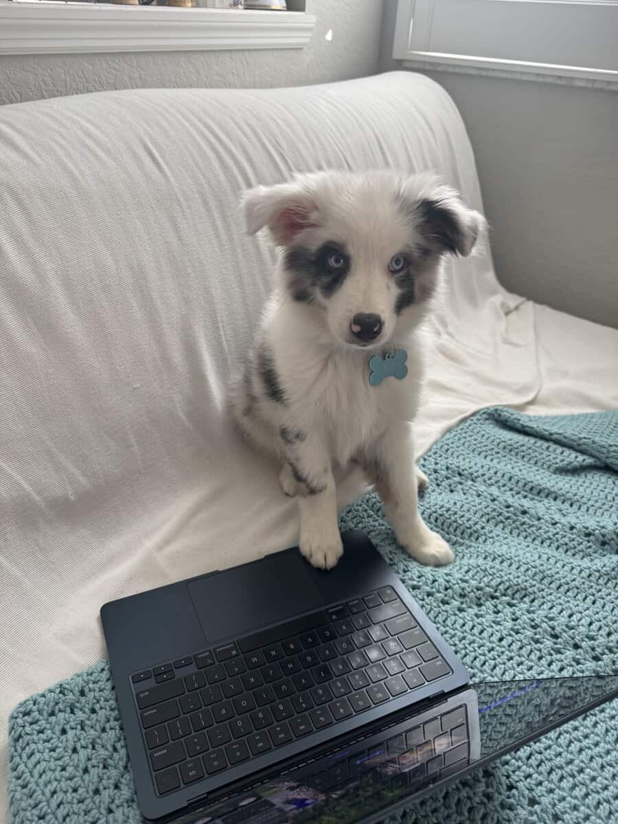 Selling mini Australian Shepard puppy! image 4