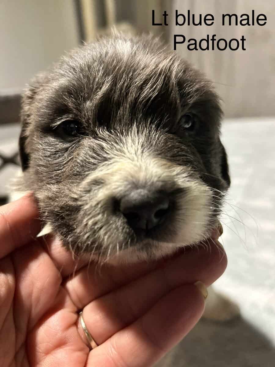 Newfoundland x Great Pyrenees image 13