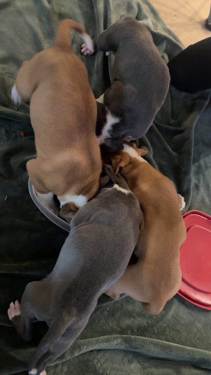 Pure bred pitbull puppies image 7