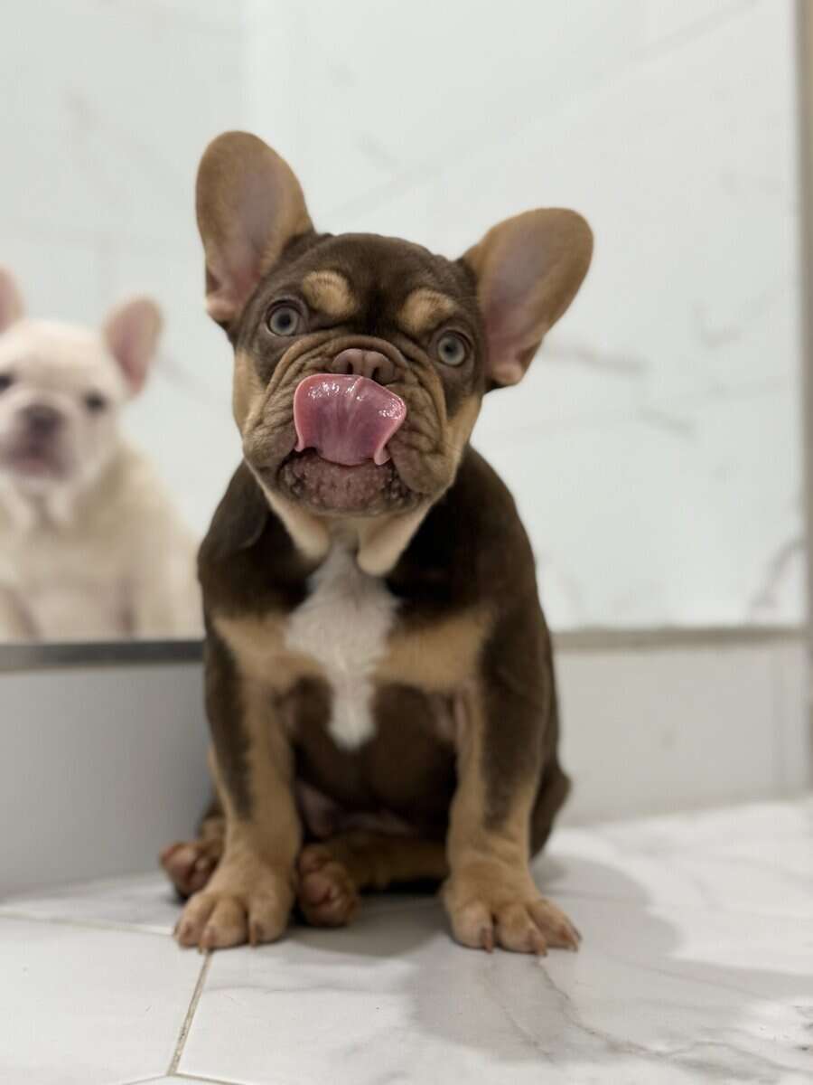 French Bulldog Puppy image 2