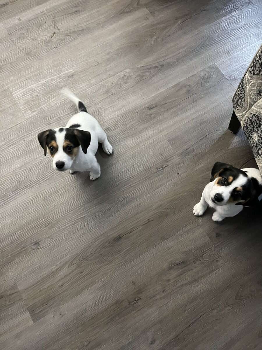 8wk old Beagle Mix puppies image 1
