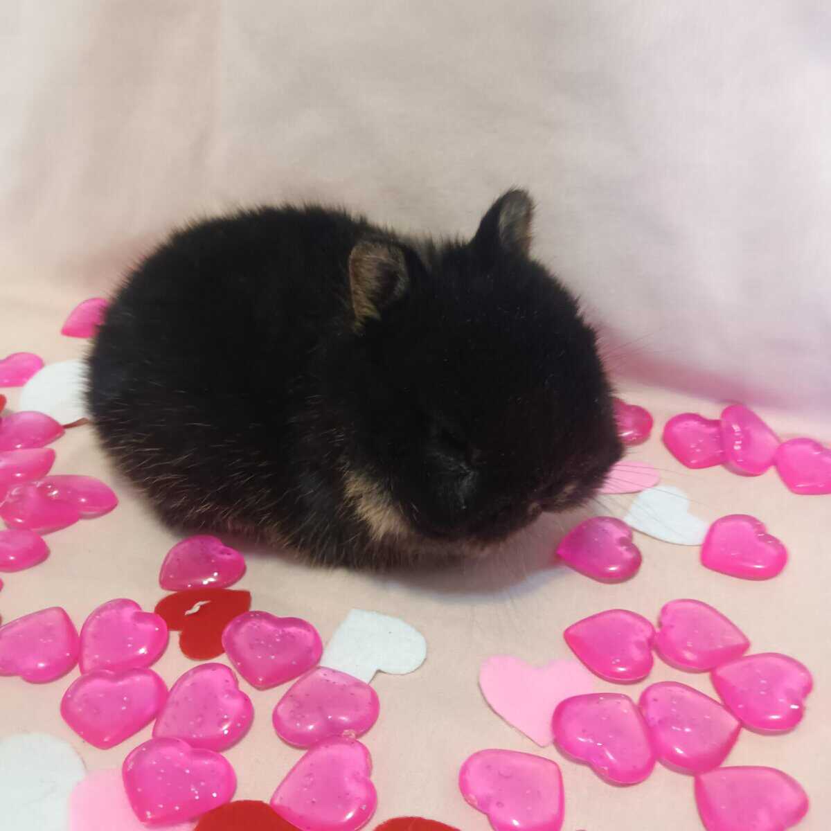 Valentine's Day Netherland dwarf babies ♥️ image 2