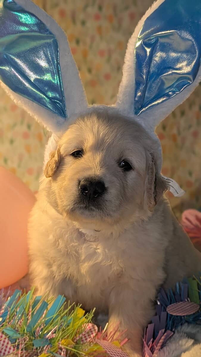 Golden Retriever Puppies image 4