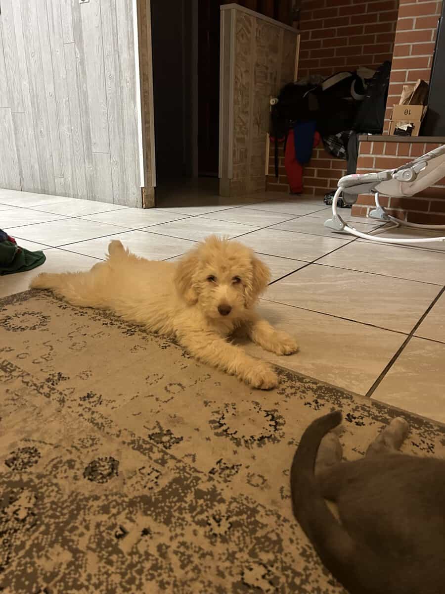 Labradoodle puppy image 5