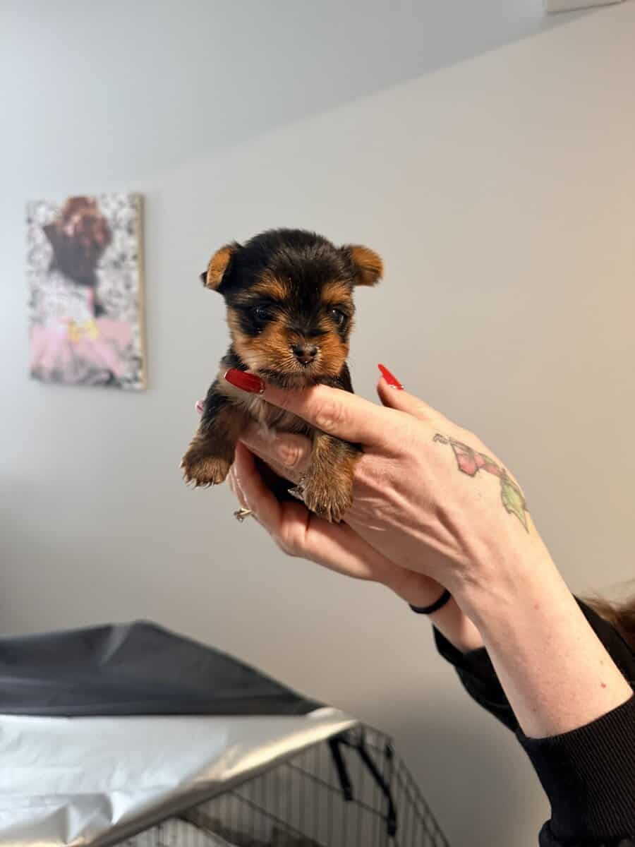 Beautiful AKC babys boys image 4