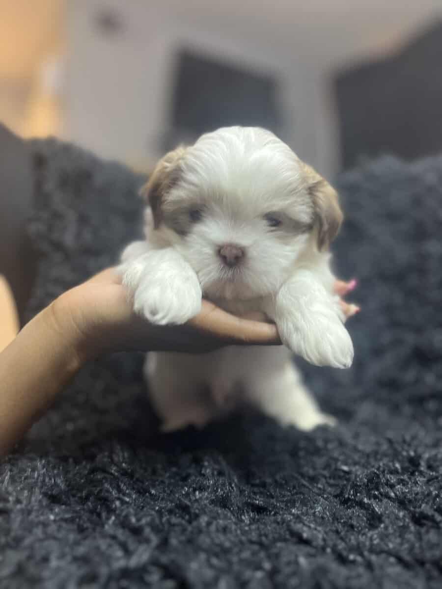 Imperial Shih Tzus image 2