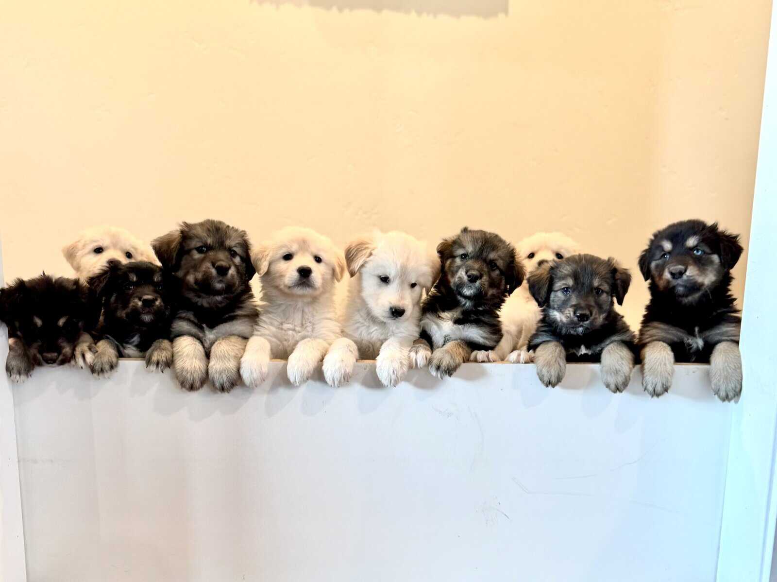 Goberians Siberian Husky x Golden Retriever image 1