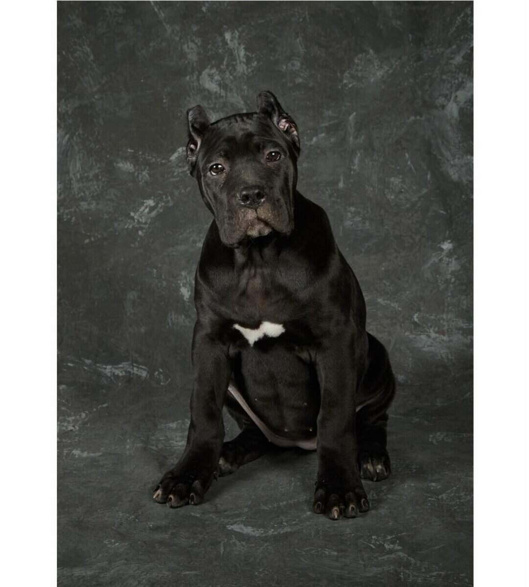 Cane Corso Pups for Sale image 8