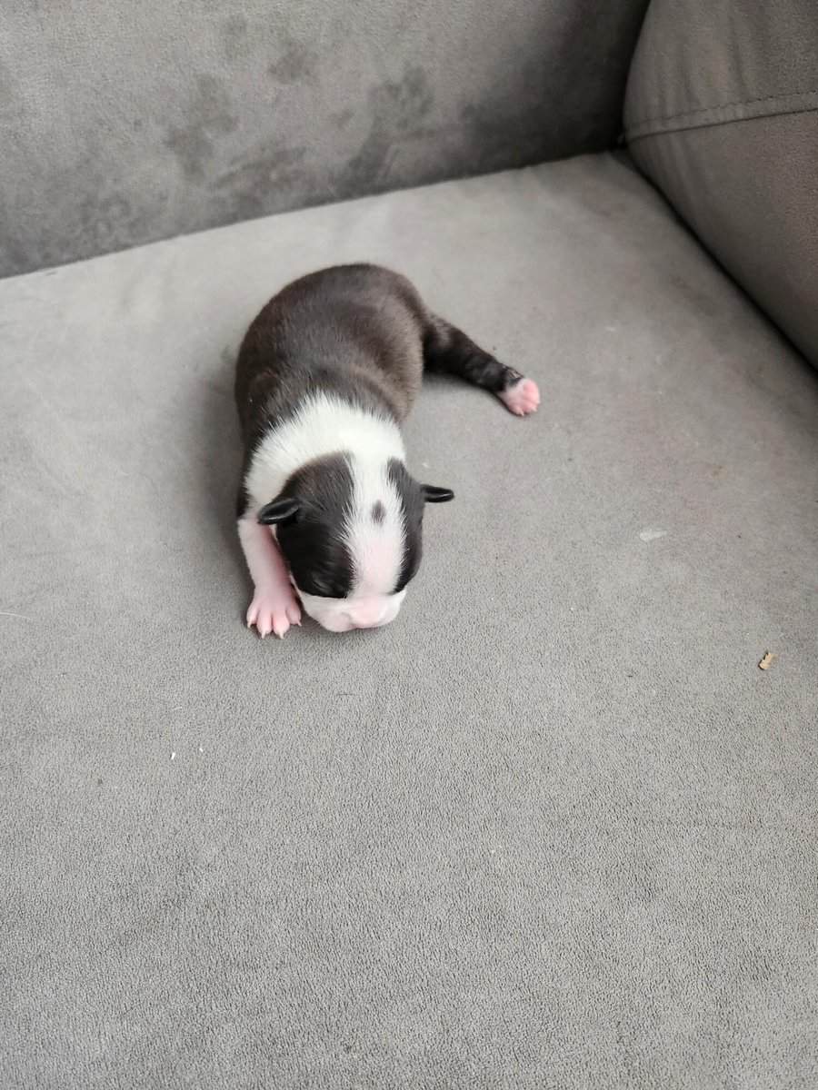 Boston Terrier Babies image 2