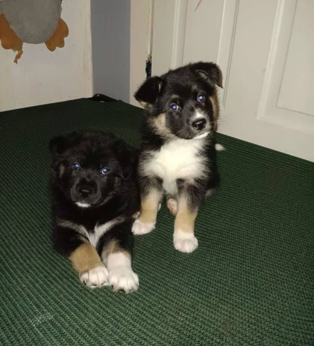 German Shepard Husky Puppies image 5