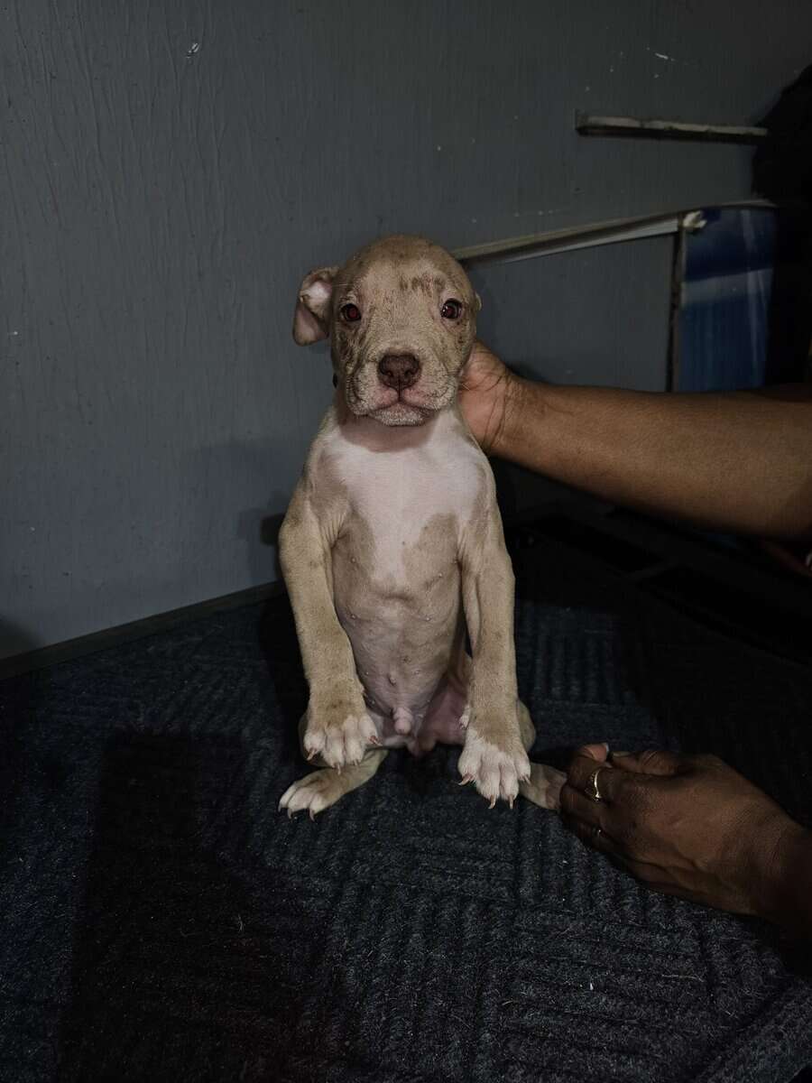 Bully puppies for sale image 9