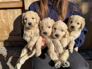 F1 Standard Goldendoodle Puppies
