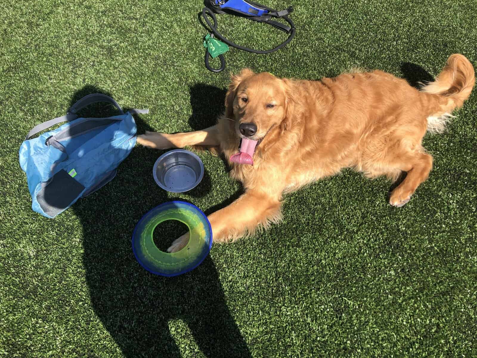 Golden Retriever - 5 Years Old image 3