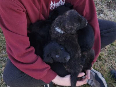 Anatolian Shepherd / Great Pyrenees Mix