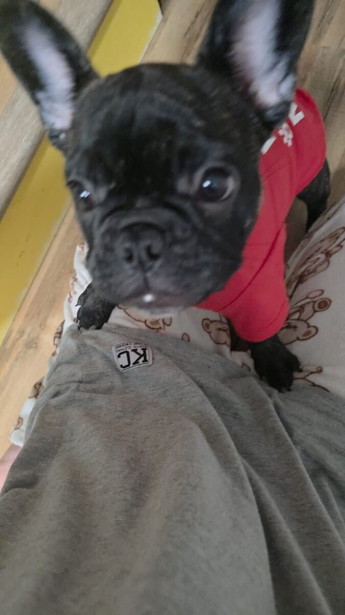 French bulldog female image 2