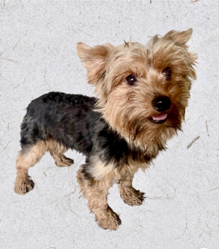Female Yorkie image 4