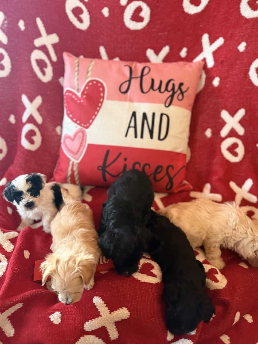 Puppies image 10