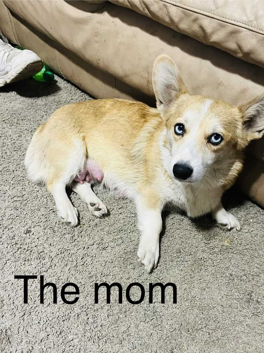 Corgi puppies image 1
