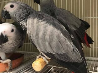 Friendly African grey Parrots Available