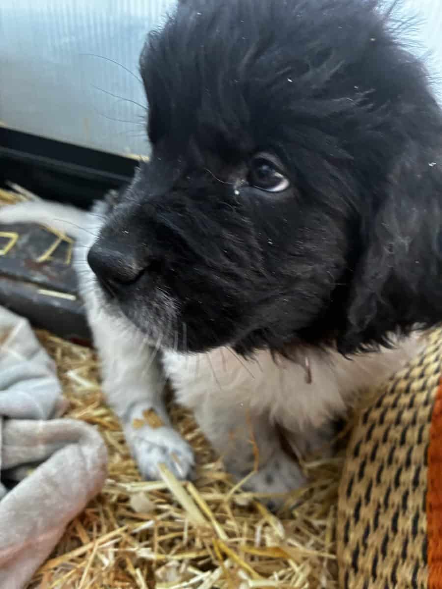 Newfoundland Lanseer Puppies image 6