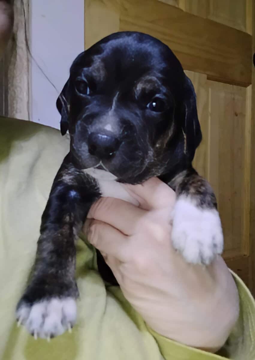 Pitt/Beagle mix puppies for sale image 5