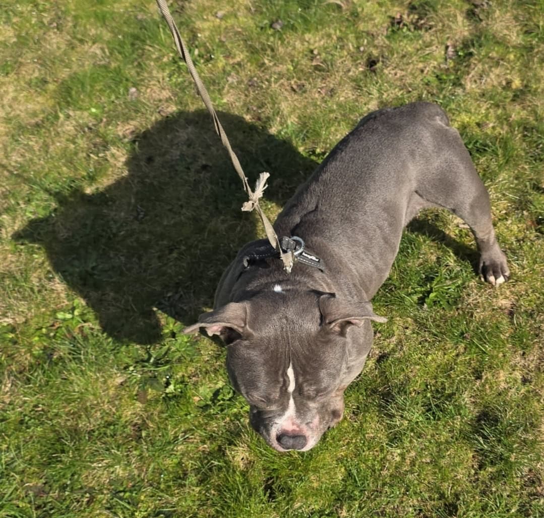 Pocket Bully image 2