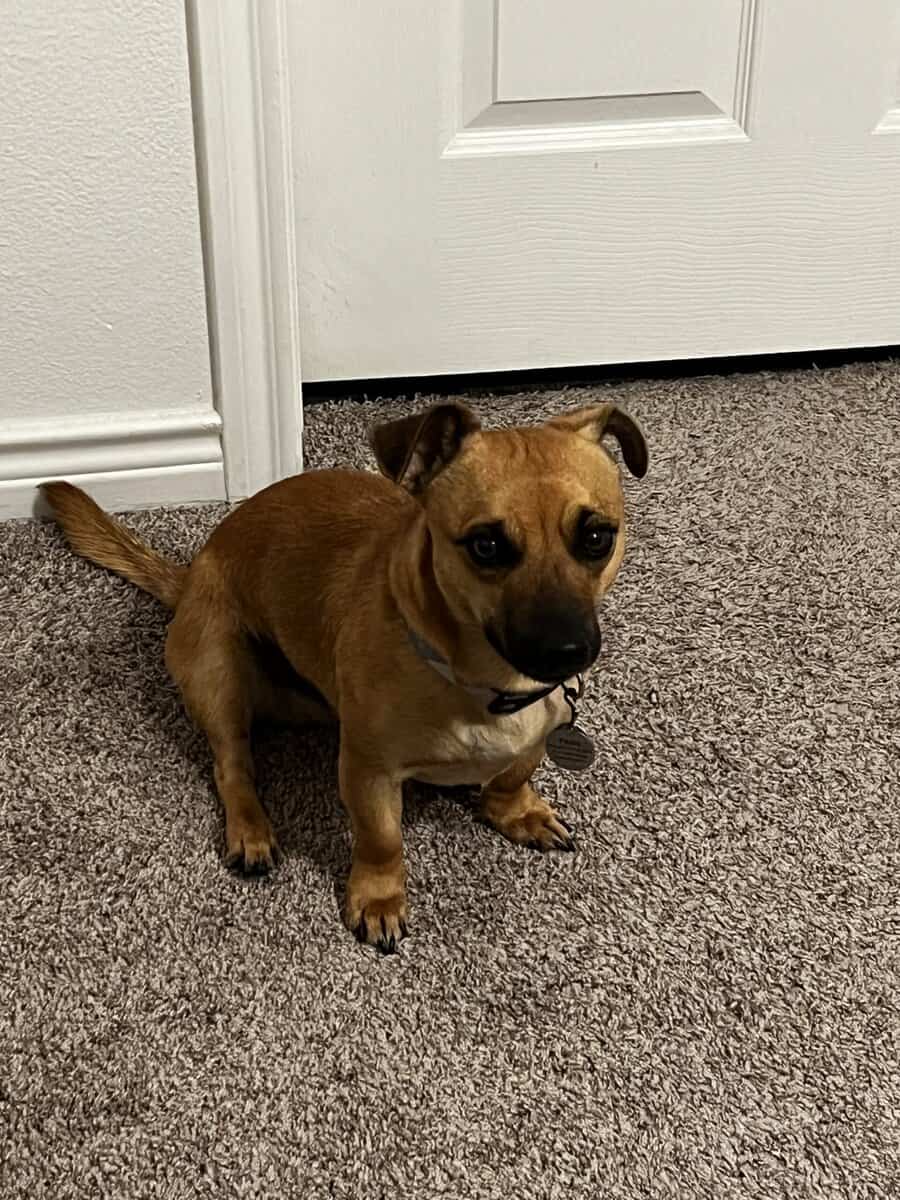 Free Dog image 2