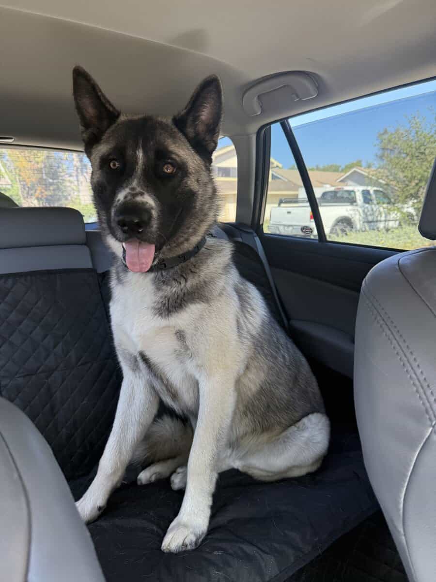 Husky Akita Mix image 5