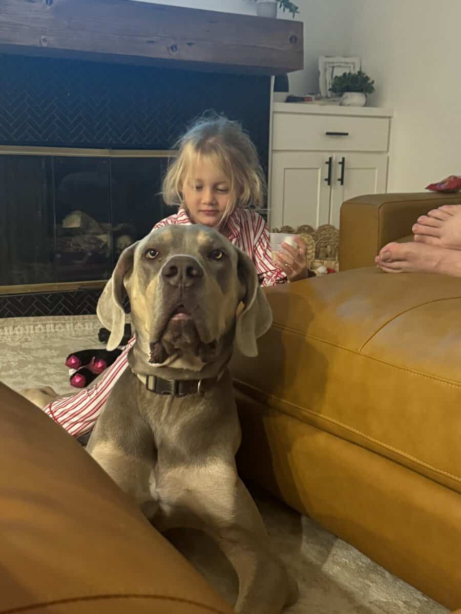Great Dane Rehoming image 2