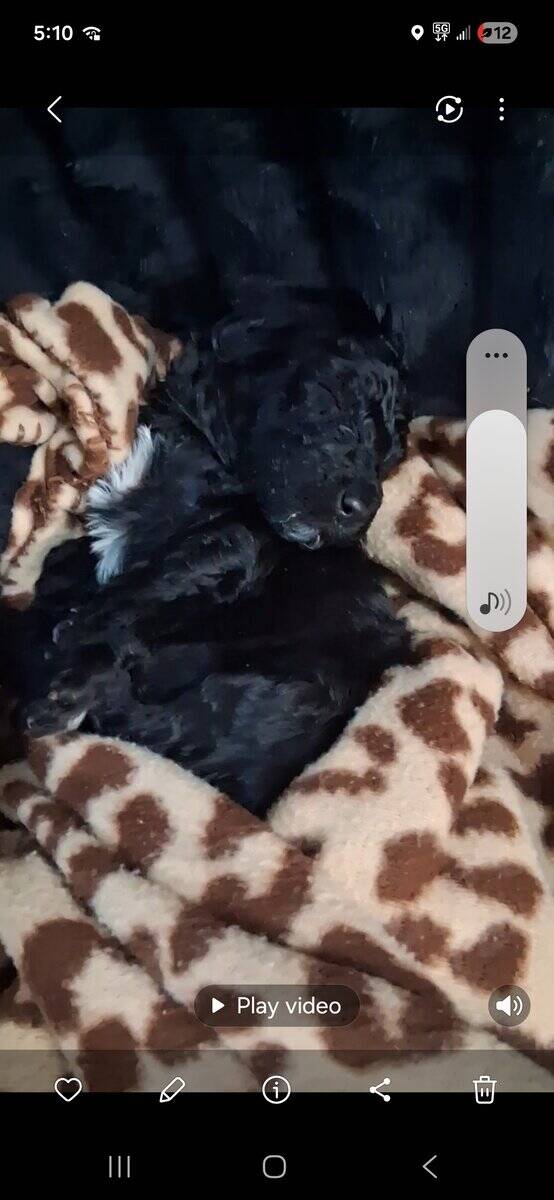 Labradoodle Standard image 2