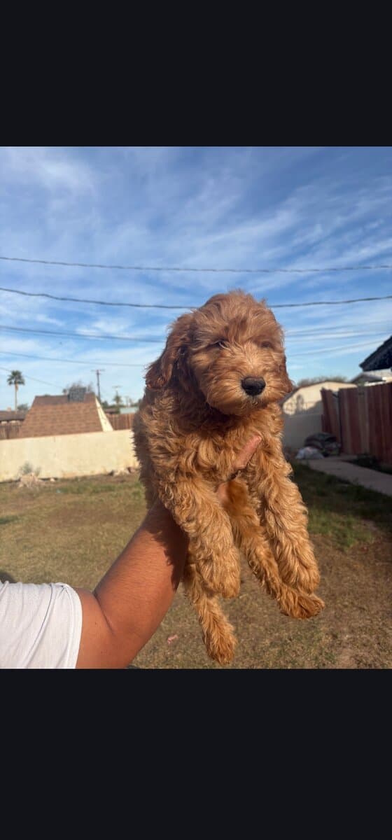 Sriracha - Family raised Female F1B Goldendoodle image 1