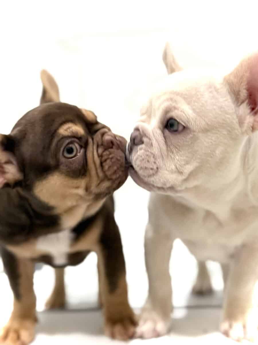 French Bulldog Puppy image 9