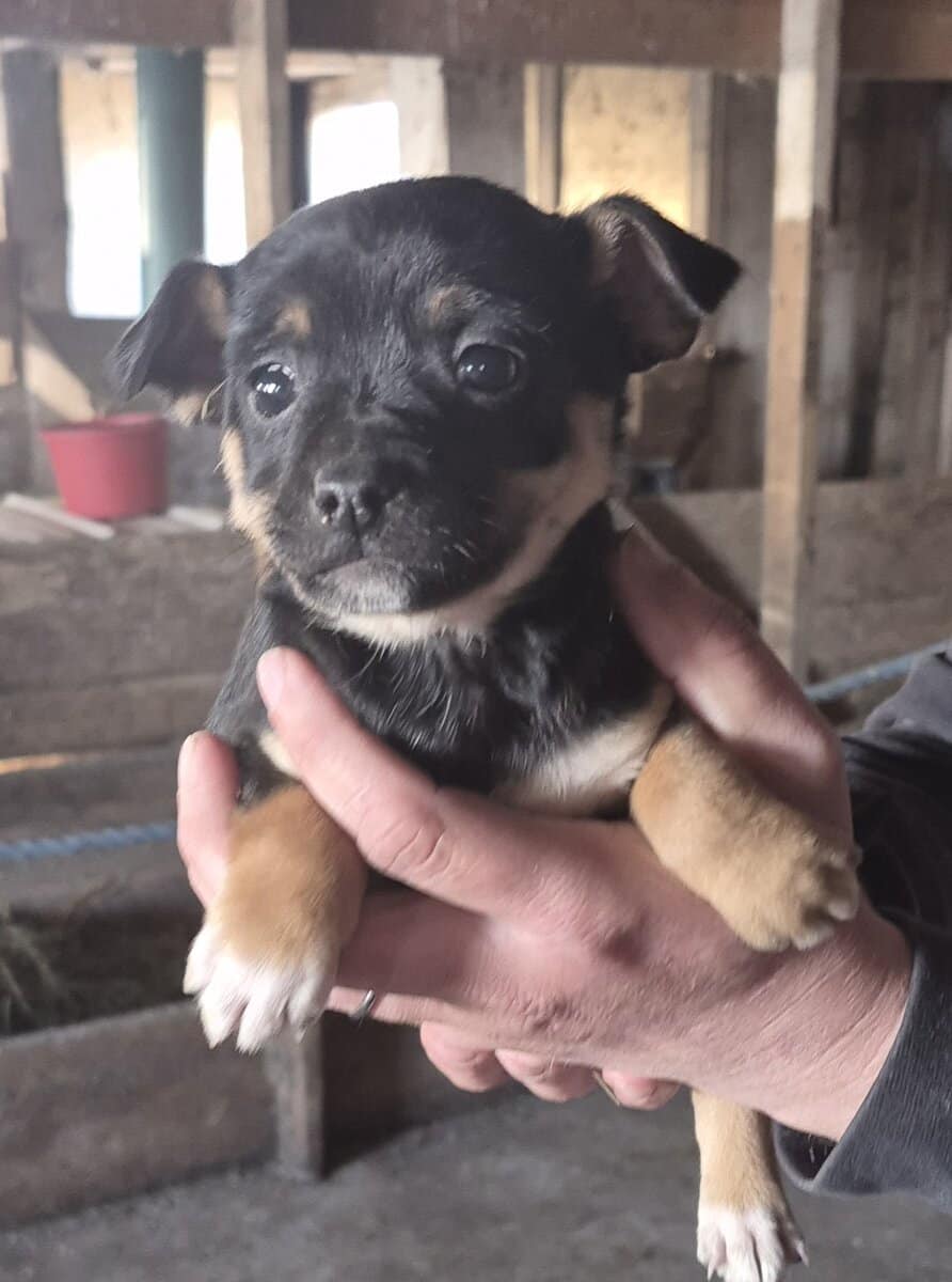 Chichuhua puppies image 3