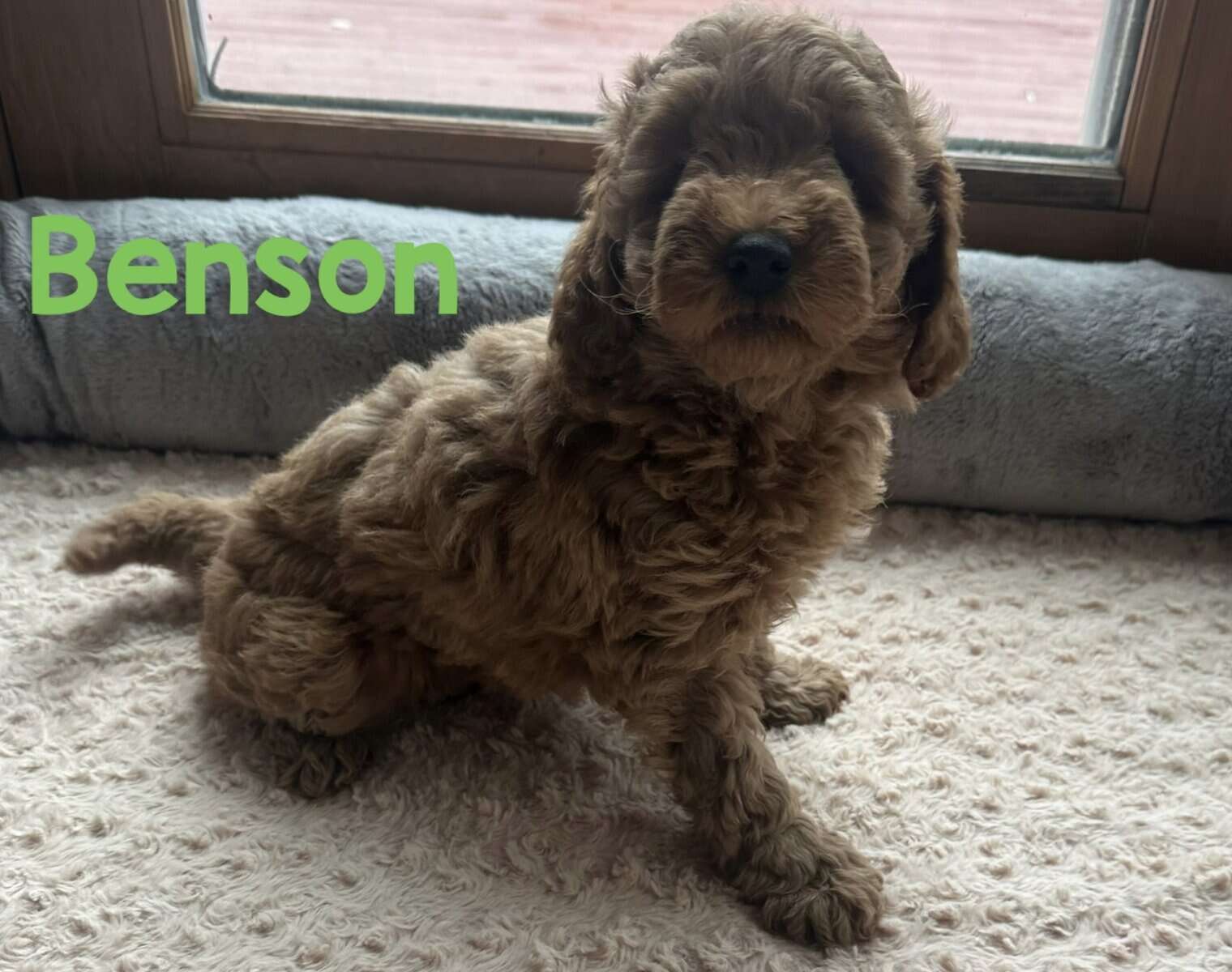 Mini Goldendoodles image 7